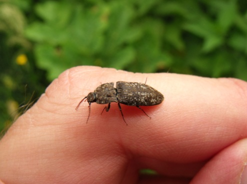 Elateridae appenninico (Agrypnus murinus)